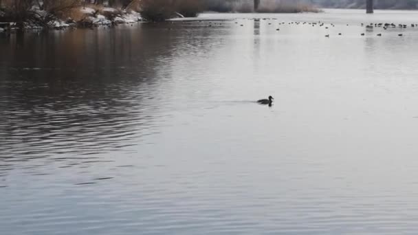 Pato Flota Río Cerca Del Puente Una Bandada Patos — Vídeo de stock