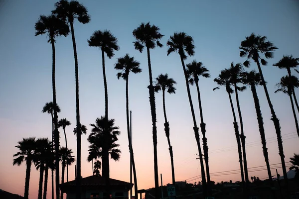 Palm Trees Silhouettes Blue Sky — Stock Photo, Image