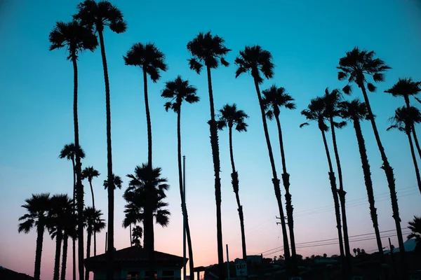 Palmiye Ağaçları Siluetleri Mavi Bir Gökyüzü — Stok fotoğraf