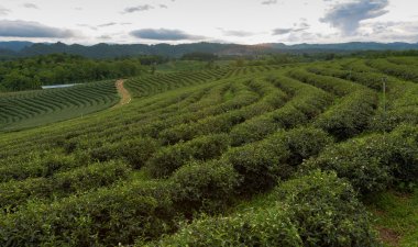 Yeşil çay plantasyon yüksek hill, kuzeyinde Tayland, doğal peyzaj arka plan üzerinde