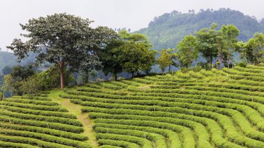 Çay plantasyon kuzeyinde Tayland yayla, doğal manzara arka plan üzerinde