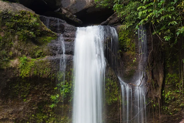 Derin orman ormanda doğal şelale uzun pozlama