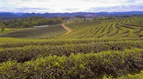 Plantation de thé sur la colline de haute montagne skyline, fond naturel du paysage, au nord de la Thaïlande — Photo