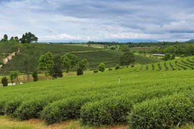 Yeşil çay plantasyon Yaylası üzerinden