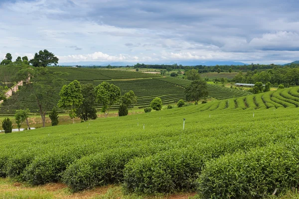 Plantation de thé vert sur les hauts plateaux — Photo
