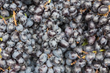 Üzüm taze meyve berry