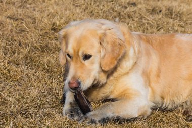 Golden retriever köpeği 