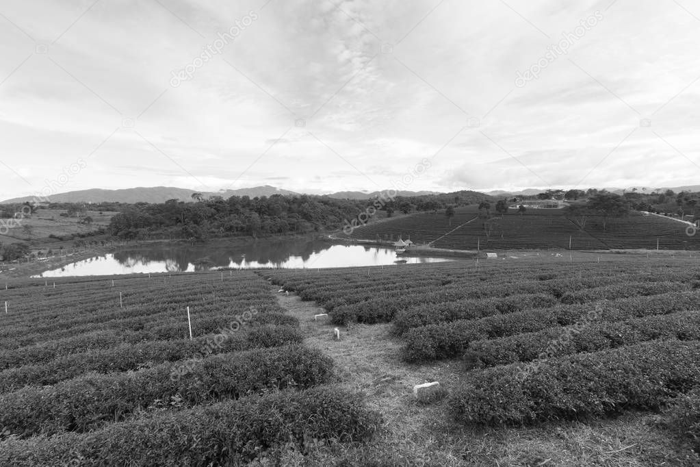 Black and White, Tea plantation over highland skyline