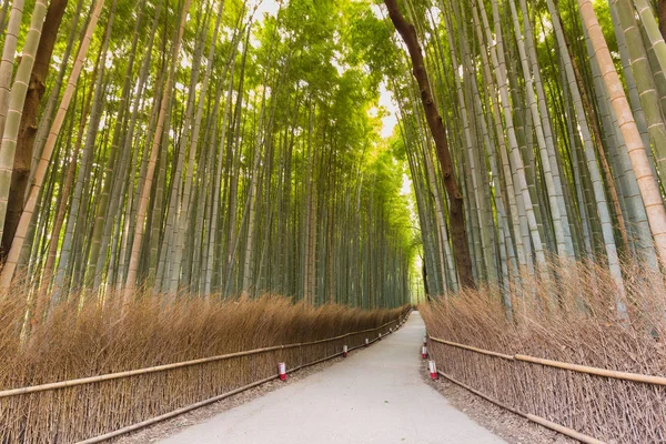 Floresta de bambu em Kyoto, Japão, floresta de bambu — Fotografia de Stock