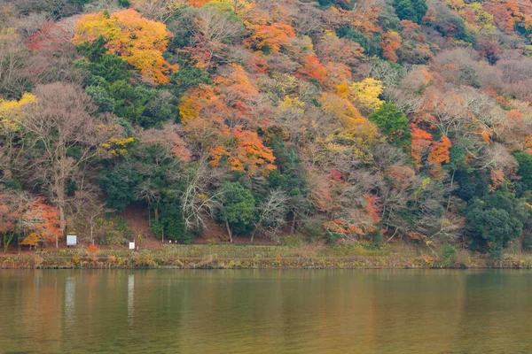 Birden çok renk ağacında Arashiyama sonbahar mevsiminde — Stok fotoğraf