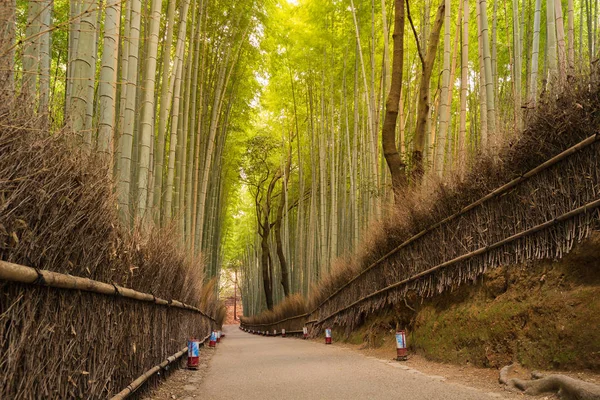 Arashiyama Kyoto yürümek geçmek ile bambu ormanı