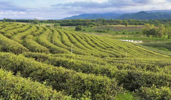 Champ de plantation de thé sur les hautes terres — Photo