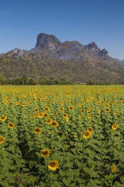 Dağ ve açık mavi gökyüzü ile ayçiçeği alan