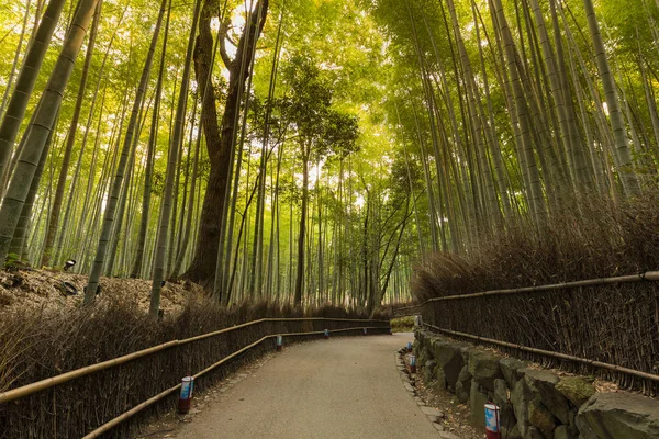 嵐山竹林 — ストック写真