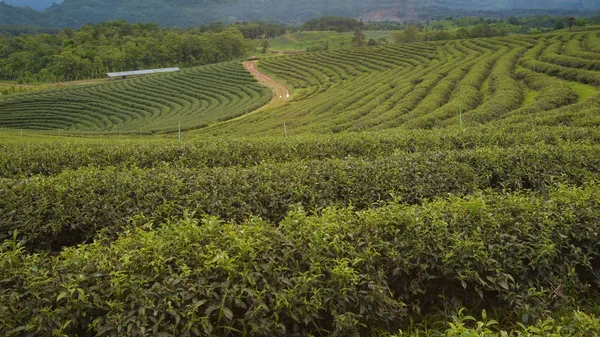 Ahşap iskelesi sahil için önde gelen