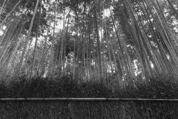 Bamboo grove in Kyoto Japan