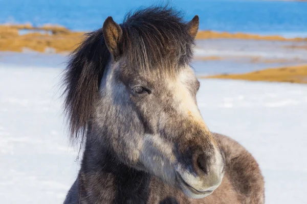 Chevaux islandais sur sol enneigé — Photo