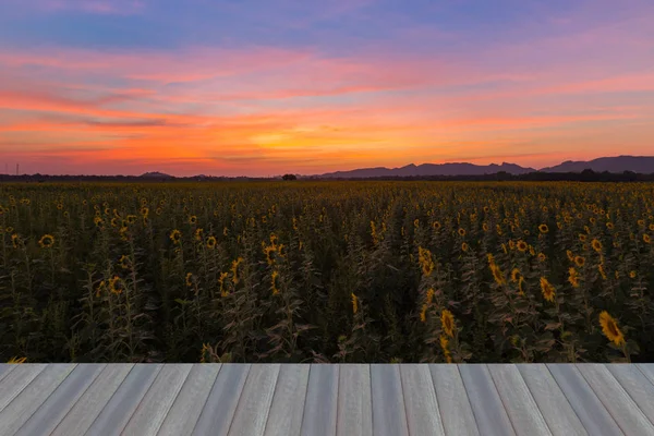 Campo de girasol plena floración con hermoso cielo después de la puesta del sol —  Fotos de Stock