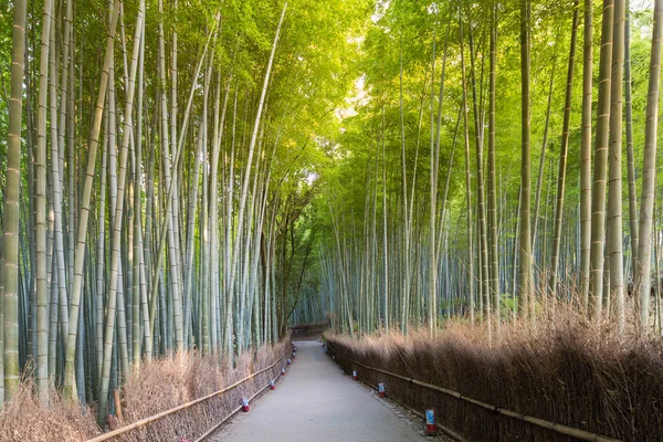 嵐山の緑竹の森京都で道を歩いていると — ストック写真