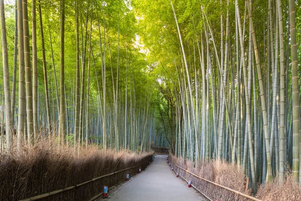 竹森嵐山に峠を歩く — ストック写真