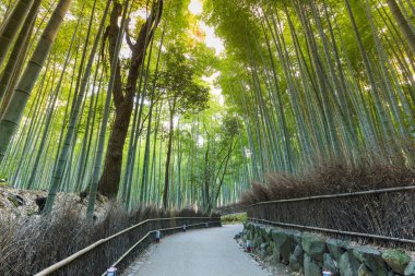 Yol lider bambu ormanında yürüyüş