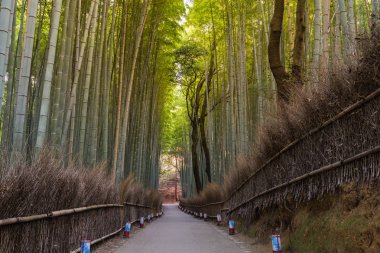 Arashiyama bambu ormanı ve yürüyüş yolu, Kyoto, Japonya