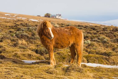 Kurutulmuş camına İzlanda at