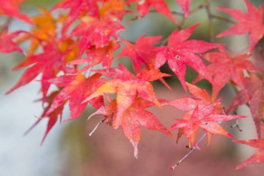 ağacın kırmızı akçaağaç yaprağı