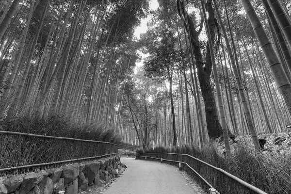 Bosque de bambú con camino a pie —  Fotos de Stock