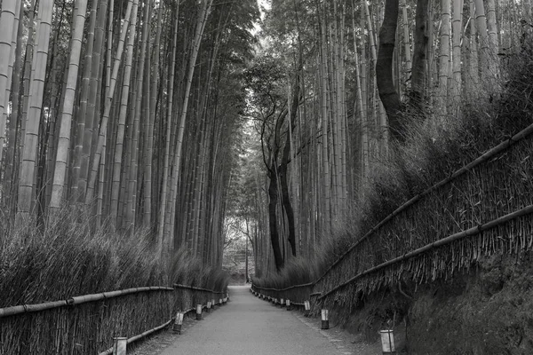 Arashiyama floresta de bambu e caminho a pé em Kyoto, Japão — Fotografia de Stock