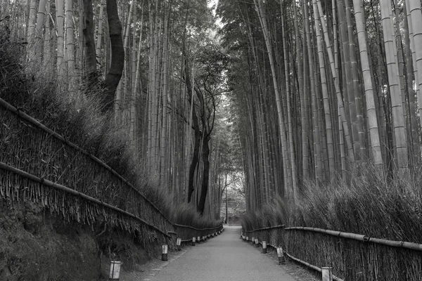 Black and White, Bamboo Forest with walking way on arashiyama, Kyoto