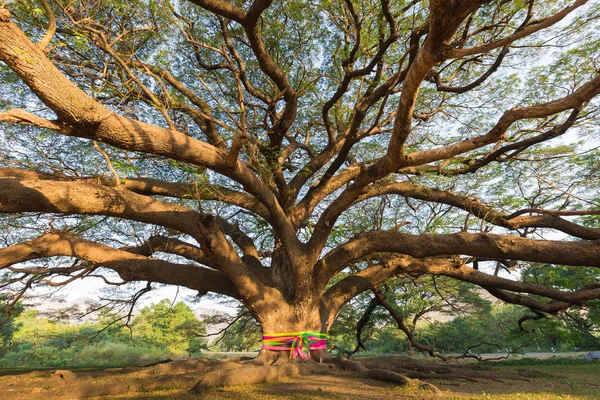 Sozinha grande árvore gigante no parque público nacional — Fotografia de Stock