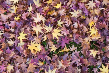 Zeminde doğal düşmüş akçaağaç yaprağı