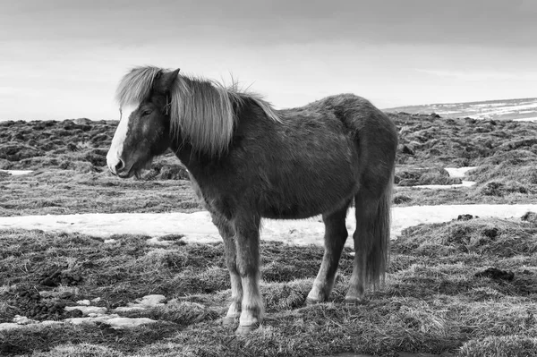 Schoonheid van natuurlijke IJslandse paarden, zuiden van IJsland — Stockfoto