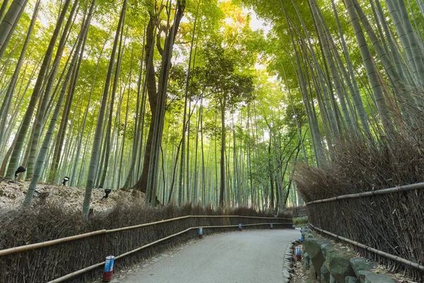 ジャングルにつながる道を歩き嵐山竹林 — ストック写真