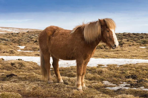 Caballo islandés sobre hierba seca durante la temporada de invierno —  Fotos de Stock