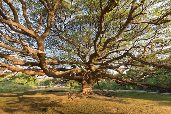 Unter dem allein stehenden riesigen Baum — Stockfoto