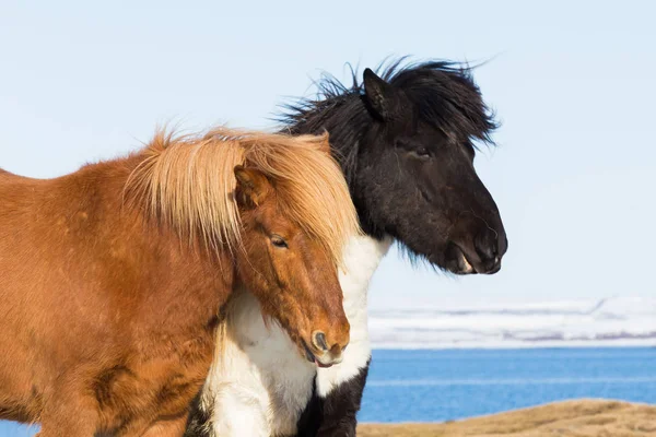 Häuser schließen sich in Island — Stockfoto