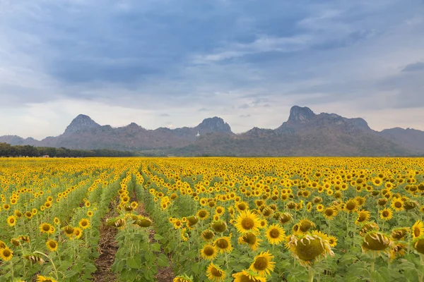 Цветущее подсолнечное поле на фоне гор — стоковое фото