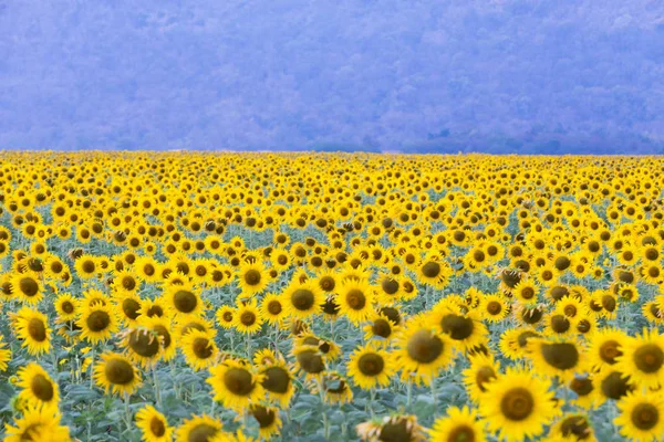 Kwiat słonecznika pól — Zdjęcie stockowe