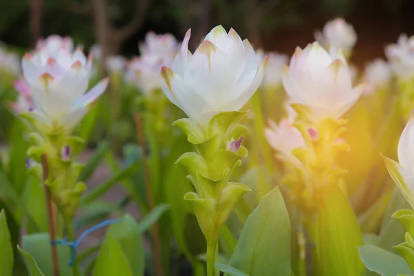Weiße Siam-Tulpe im Nationalpark — Stockfoto