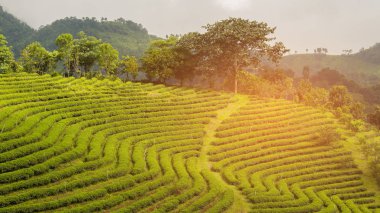 Çay bitki alan dağ yamacında