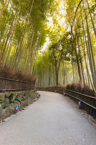 竹の森、京都に道を歩く — ストック写真