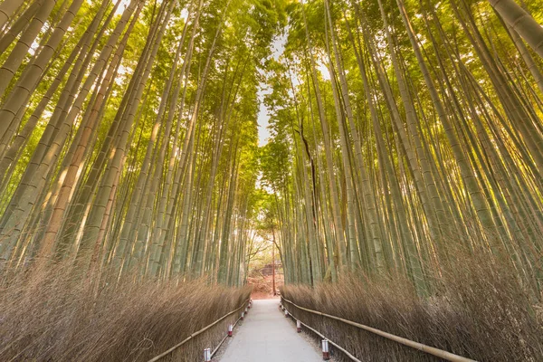 京都で道を歩いて自然の竹の林 — ストック写真