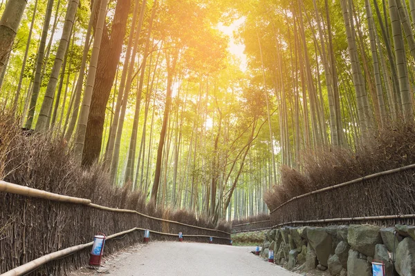 Yol bambu ormanına, tropikal peyzaj önde gelen yürüyüş — Stok fotoğraf