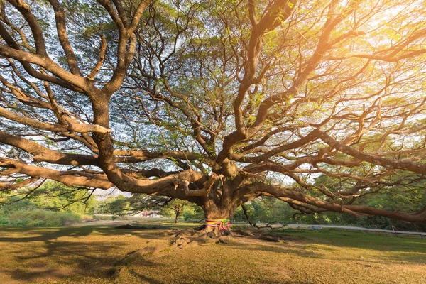 Güneş ışığı etkisi ile genel parkta büyük dev ağaç
