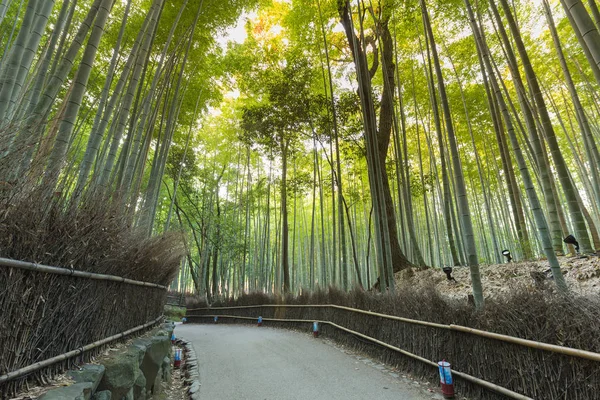 公共の公園で竹フィールド ガーデンへの道を歩く — ストック写真