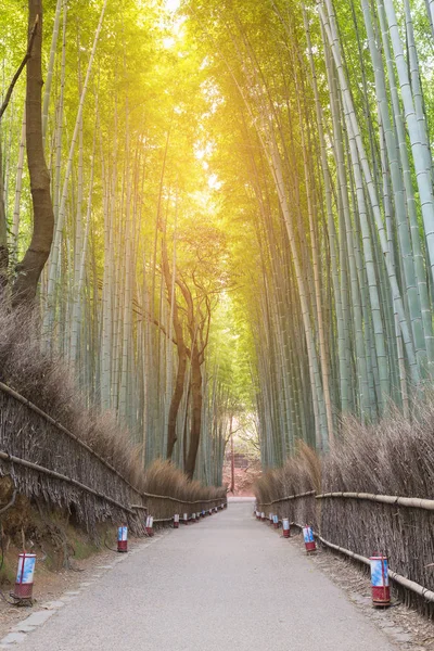 Бамбуковый лес с пешеходной дорогой, ведущей в местный лес — стоковое фото