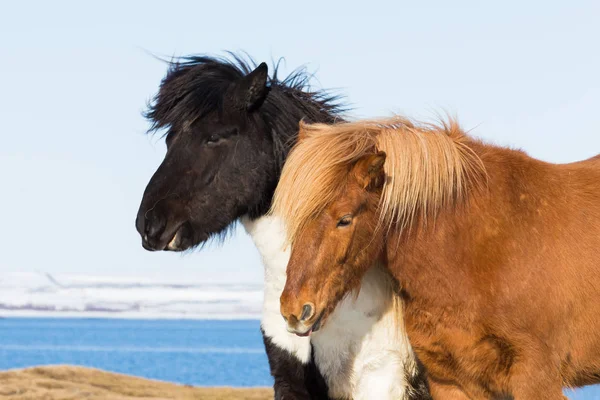 Islandský pony Farma zvířat, Island — Stock fotografie