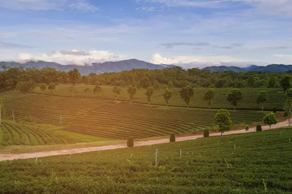 Grüne Teeplantage über hohen Hügel mit Bergkulisse — Stockfoto